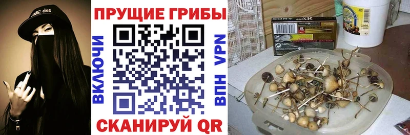 где купить наркоту  Сысерть  Псилоцибиновые грибы прущие грибы 